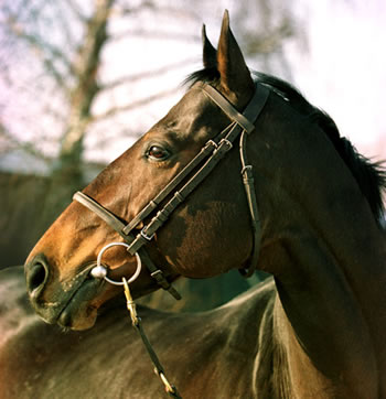 Feliciano: Foto von Bea Moessiadis