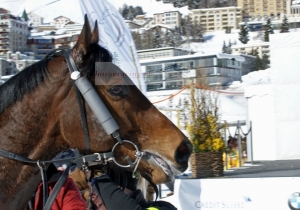 Kategorie: St.Moritz, 23.2.14, Sieger