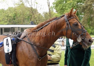 Kategorie: Dielsdorf, 4.Mai 2014 (SIEGER)