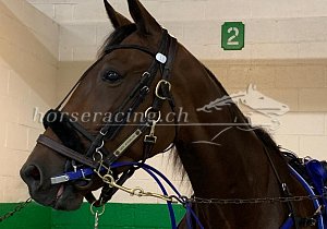 Kategorie: Yonkers USA, Uza Vorbereitung (8.10.19)