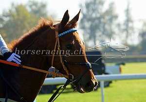 Kategorie: Dielsdorf, 24.10.2021 (N. Vorburger)