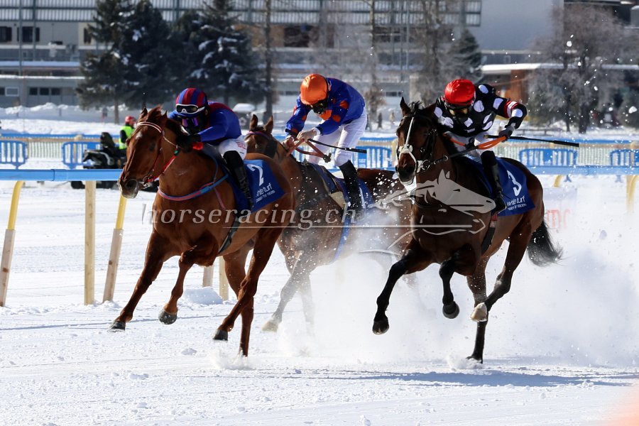 St. Moritz, 8.2.2026: TYSON schlägt im Sprint zu - SAADI bleibt auf Schnee ungeschlagen - 3 Siege für Stall Allegra