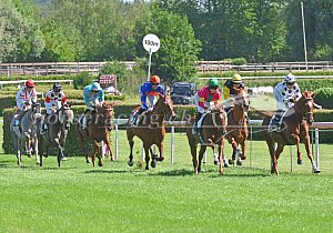 Kategorie: Dielsdorf, 14.06.2026 (U.Wild)